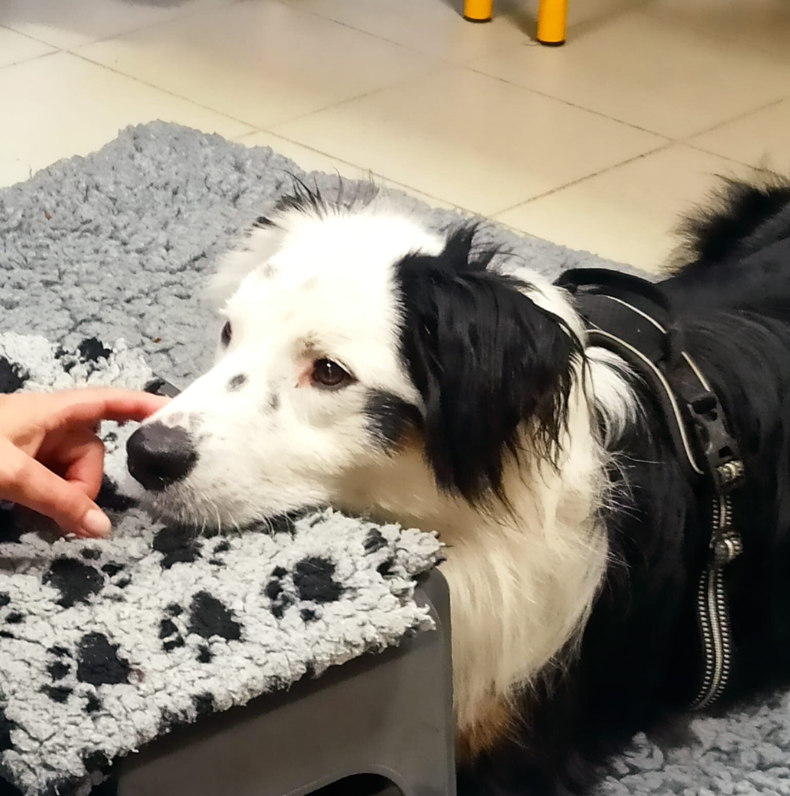 Formations longues pour Adultes Secteur Canin