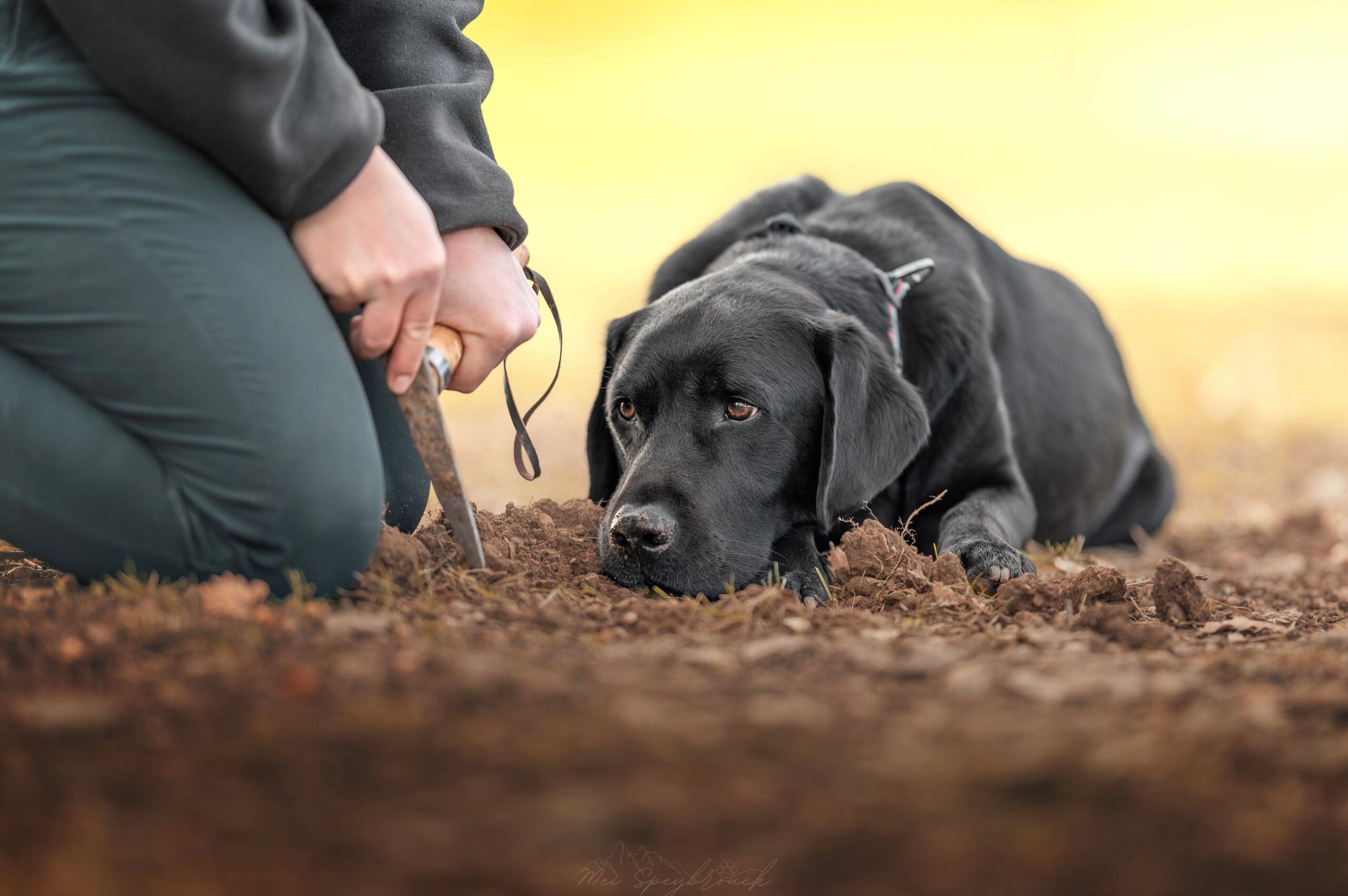 Formations longues pour Adultes Secteur Canin-Félin