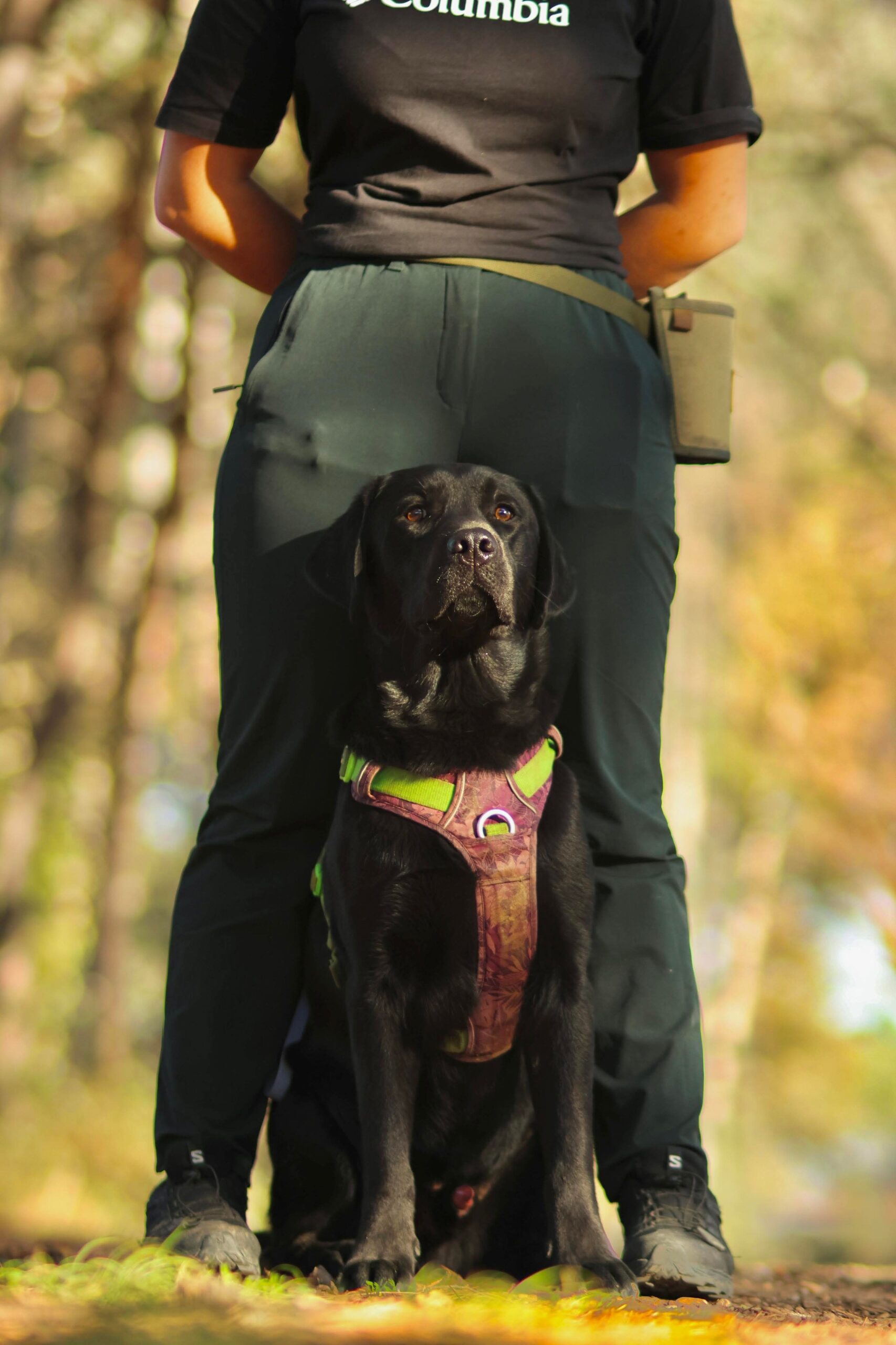 Formations longues pour Adultes Secteur Canin-Félin